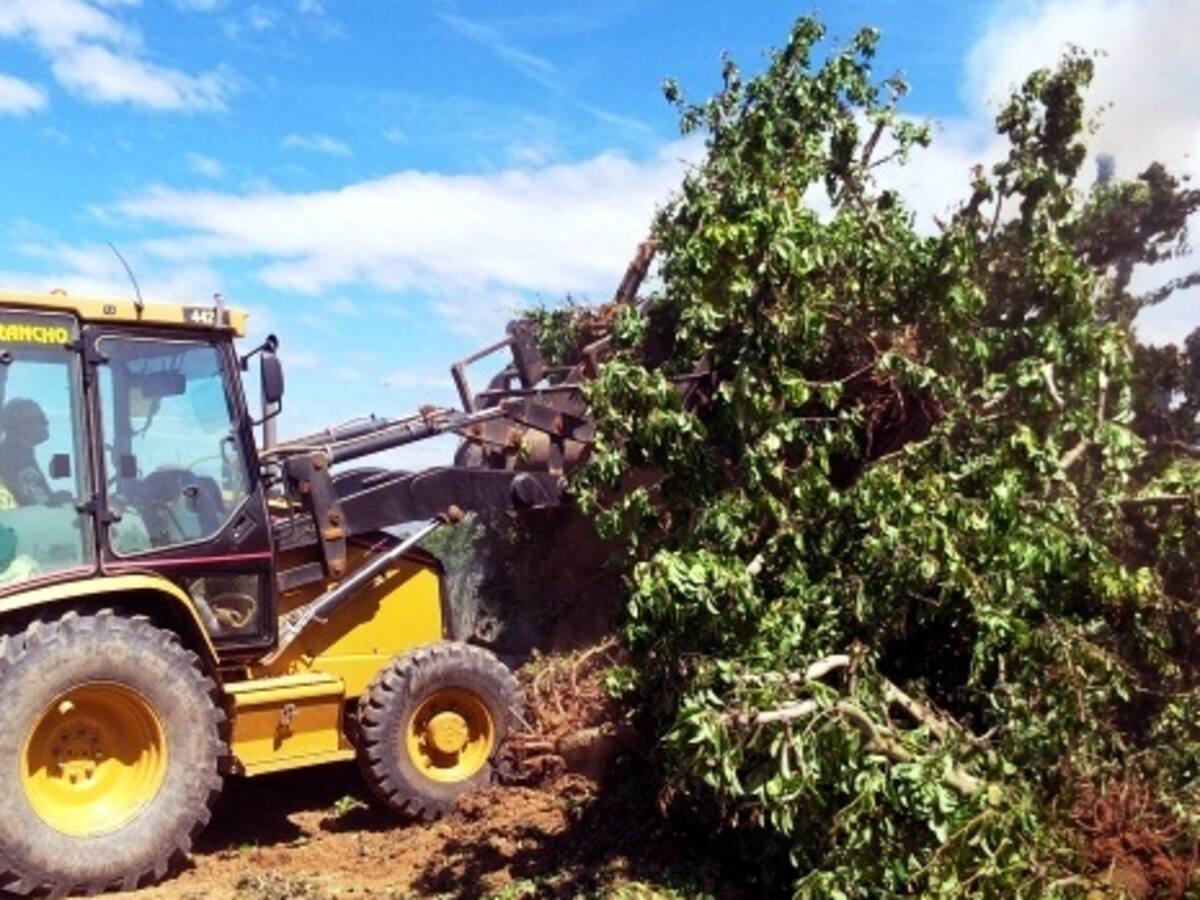 7.000 perers arrencats a Lleida