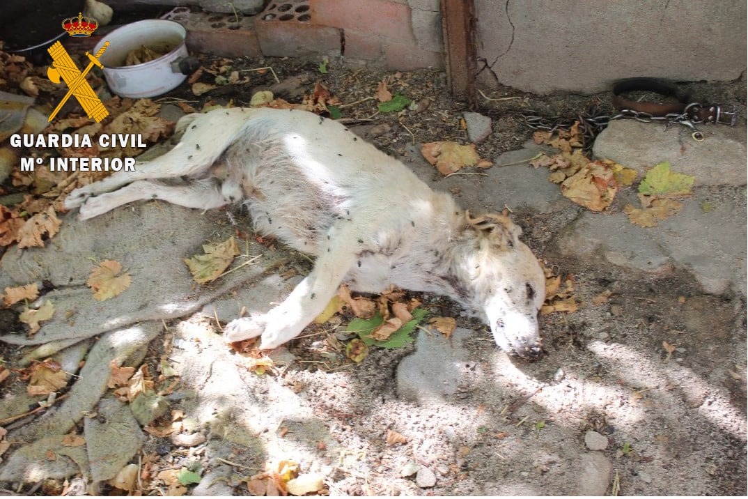 Uno de los perros localizado por la Guardia Civil