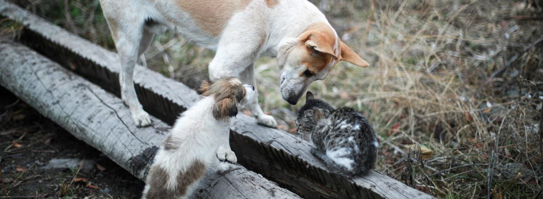 Dos perros y un gato callejero