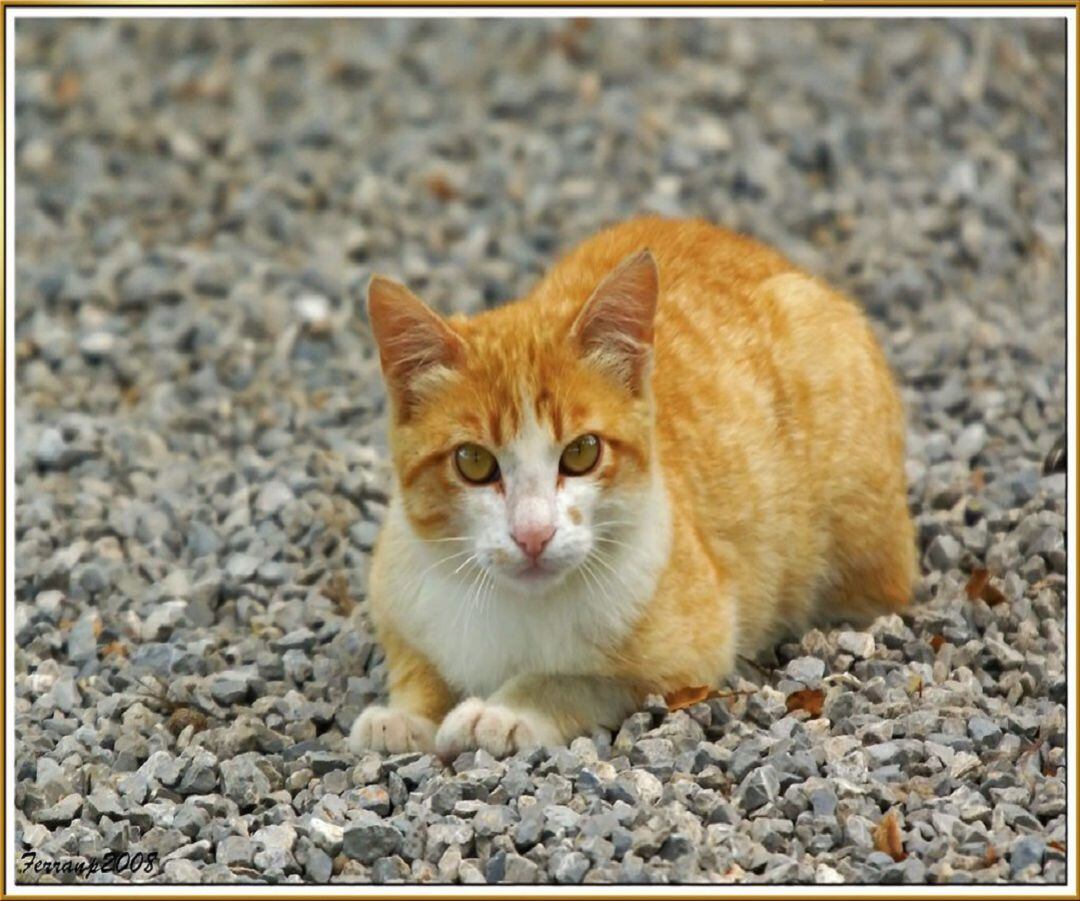 Gato callejero