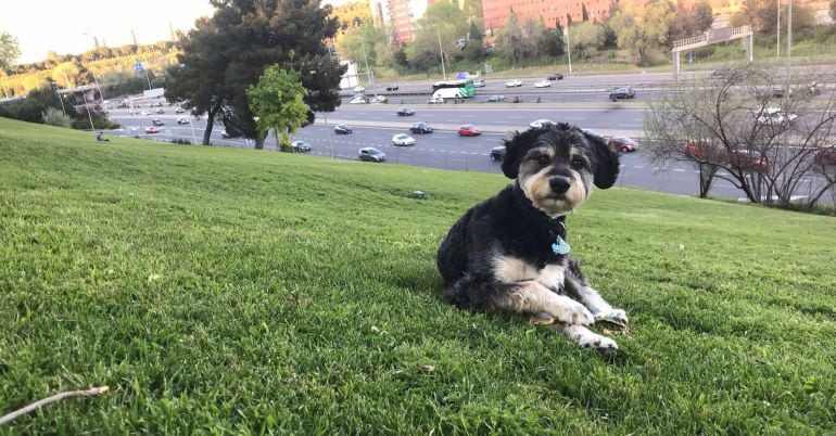 El perro &#039;Piedra&#039; en una imagen tomada por sus nuevos dueños