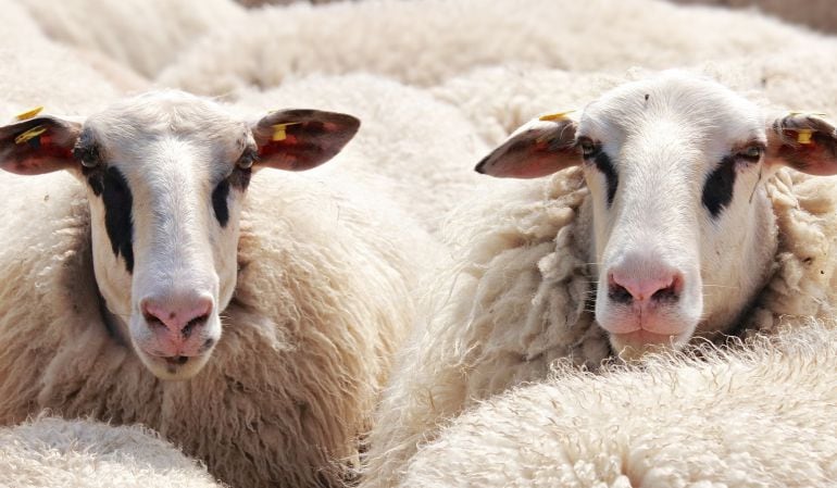 Además de las mascotas locales, las ovejas churras colmenareñas también recibirán su bendición desde la parroquia de San José