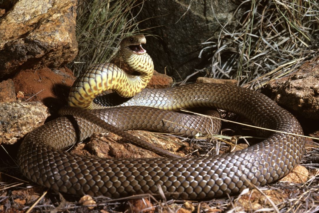 La serpiente recibirá su nuevo nombre en el Día de San Valentín.