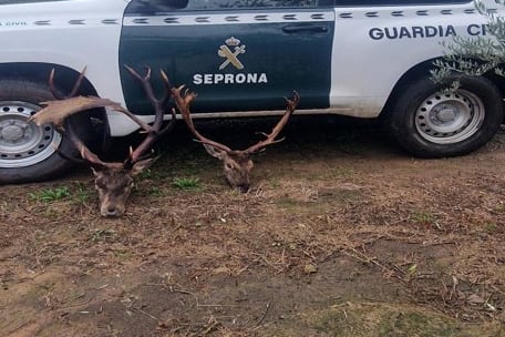 Furtivismo en Sierra Morena, en el término municipal de Andújar.