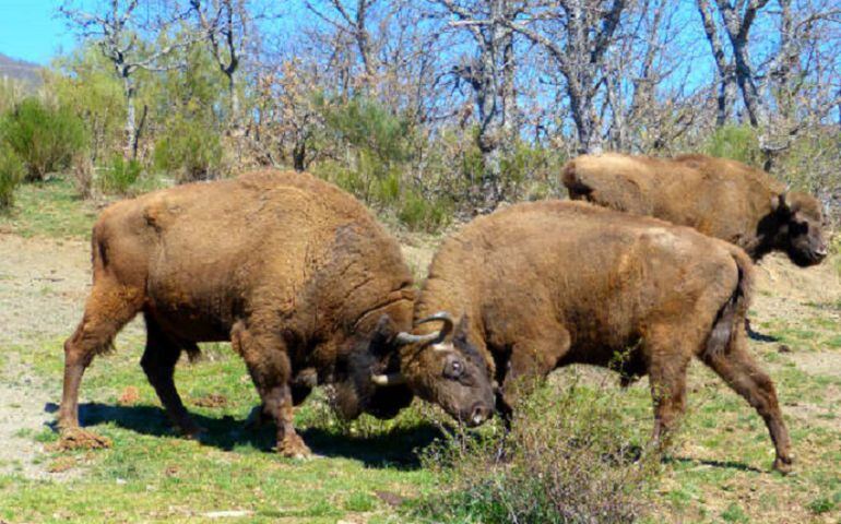 Bisontes europeos