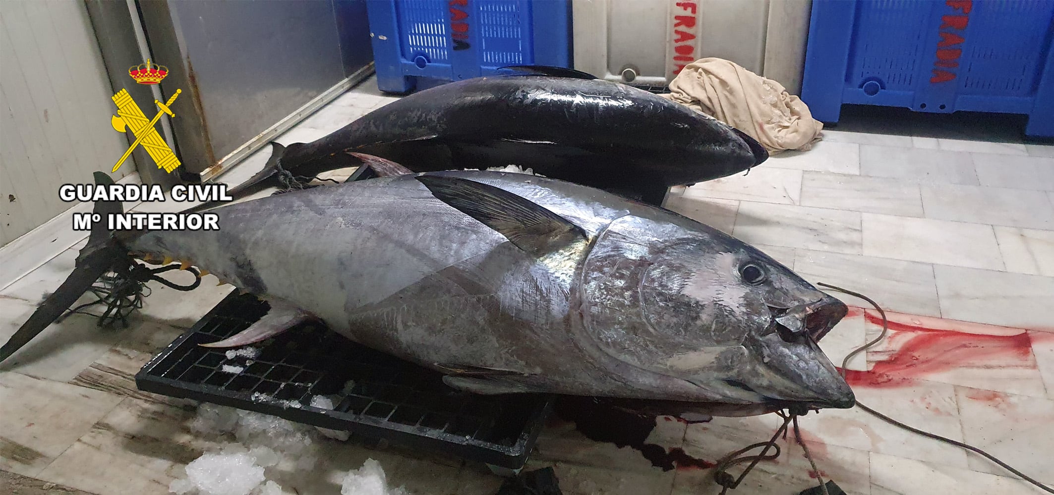 Atún intervenido