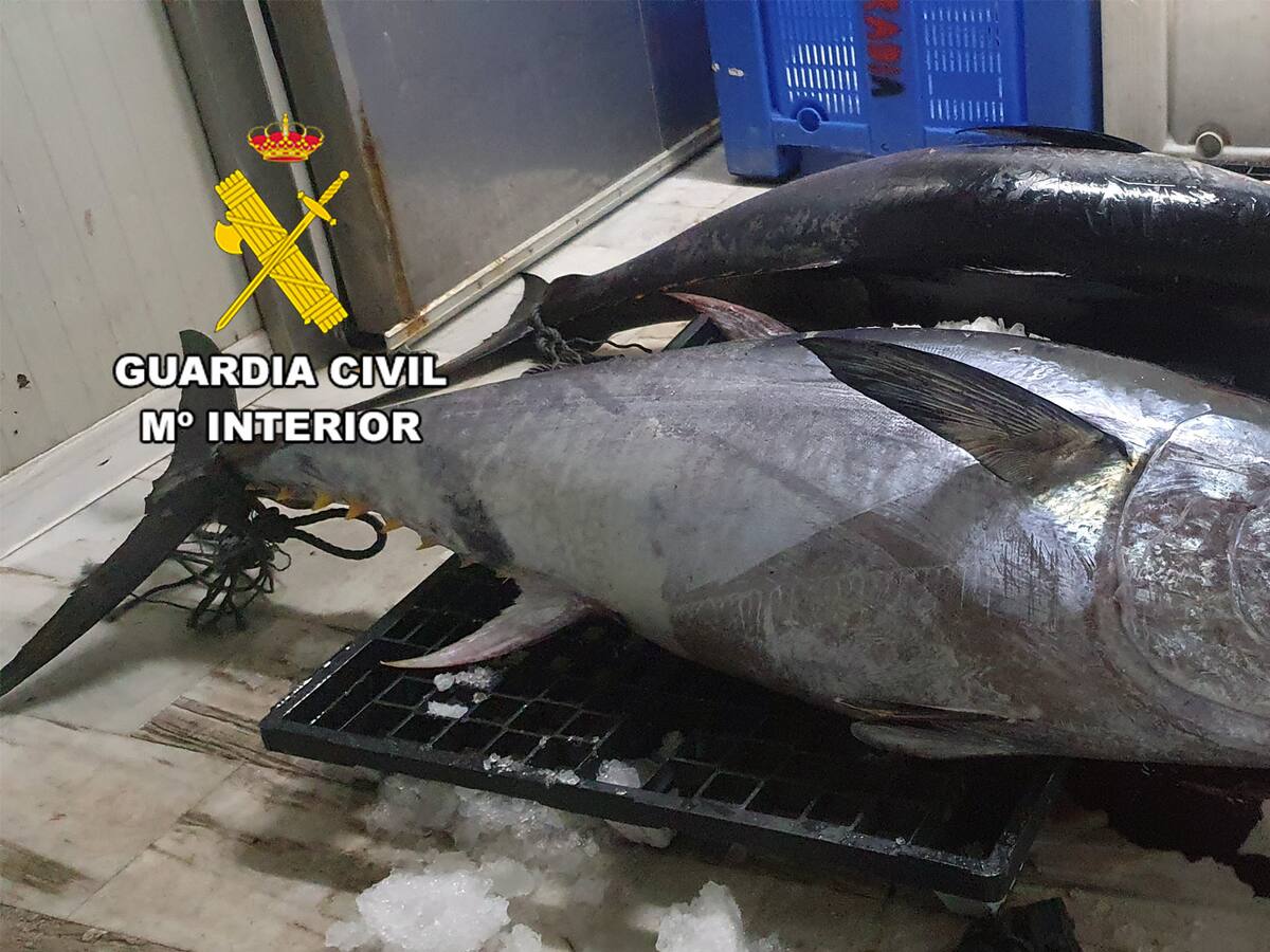 Intervienen dos atunes rojos de 200 kilos de peso pescados de forma ilegal