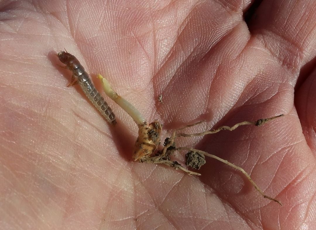 El gusano zabro ataca a los brotesl del cereal impidiendo que puedan germinar