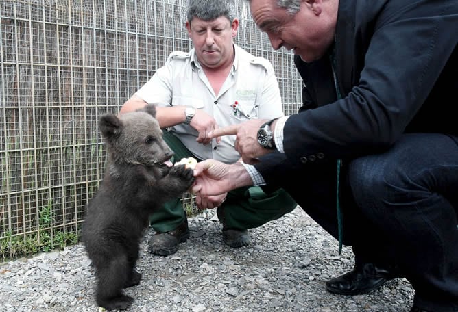 El osezno Aragón en el parque de la Naturaleza de Cabárceno (Cantabria) junto al Consejero de Medio Ambiente del Gobierno de Aragón