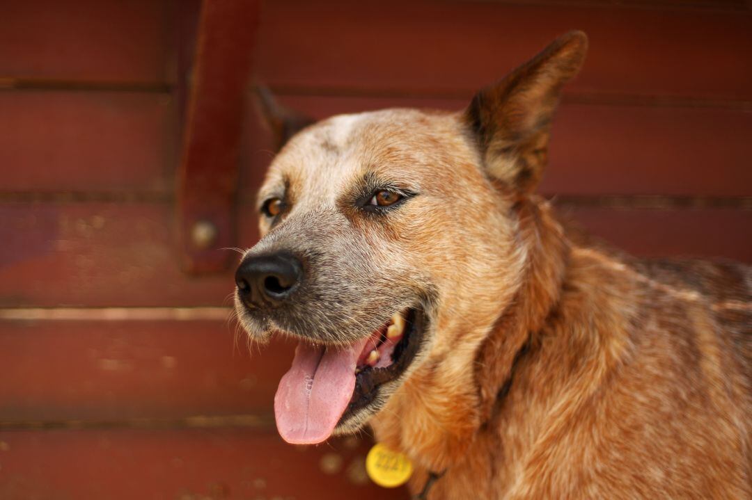 El perro tenía lesiones. 