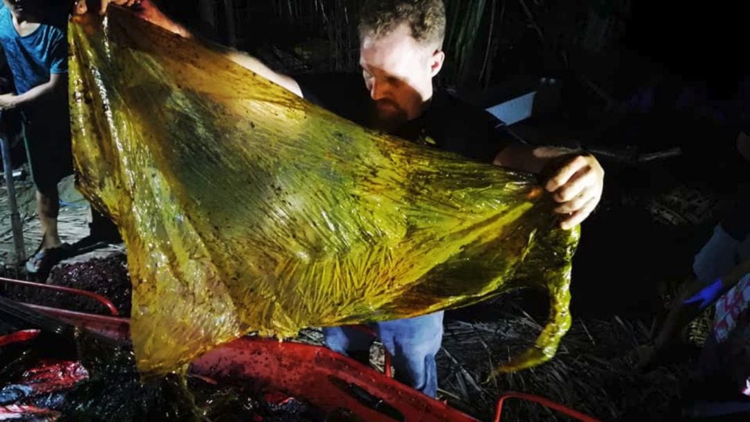 Imagen del equipo encargado de hacer la autopsia y analizar el plástico del interior del animal fallecido 