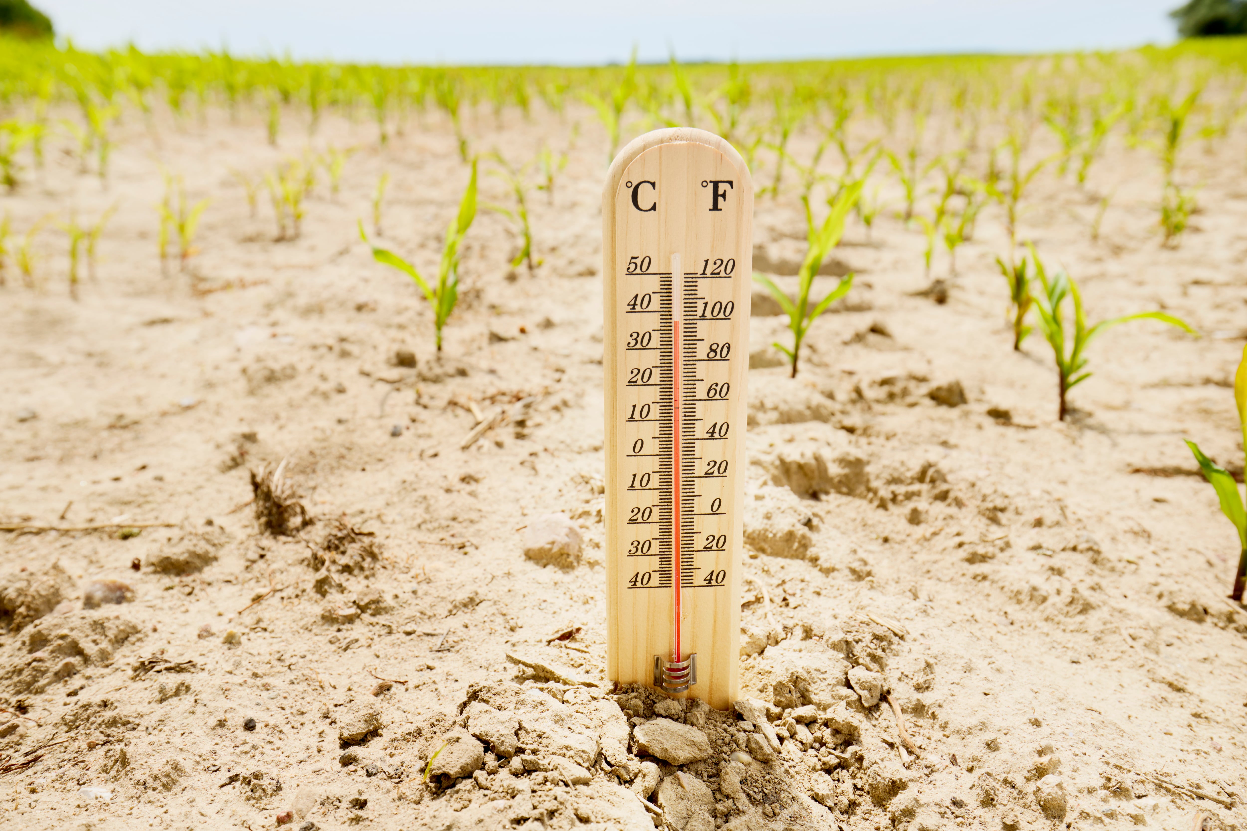 La agricultura es uno de los sectores más expuestos a la amenaza climática por el riesgo de sequías y tormentas | Getty Images