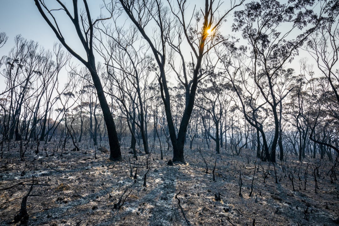 Bosque quemado