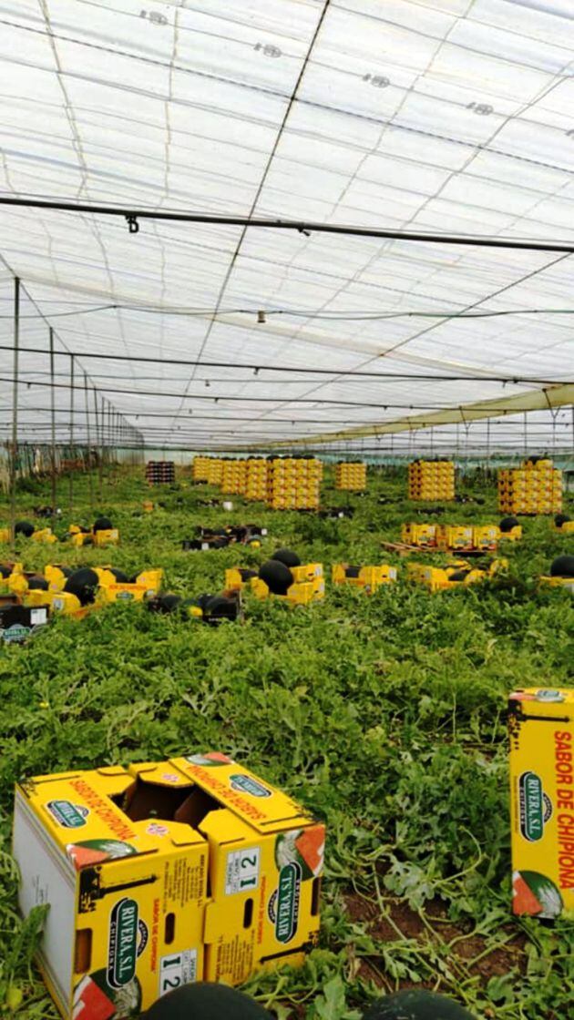 Invernadero de Chipiona dedicado a productos hortícolas