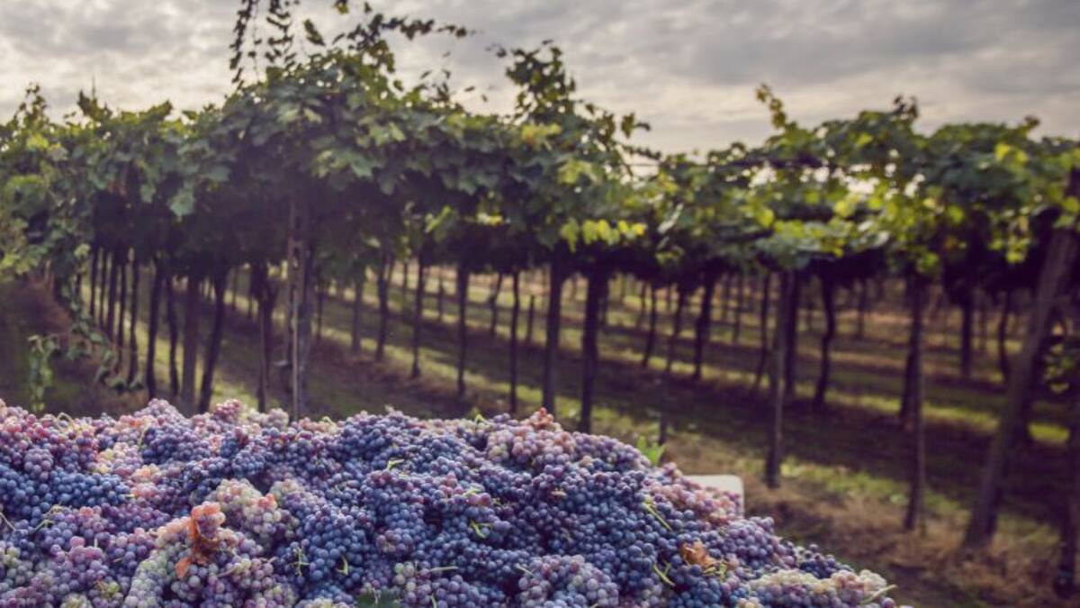 ASAJA advierte de la necesidad de firmar contratos de compraventa de fruta y uva