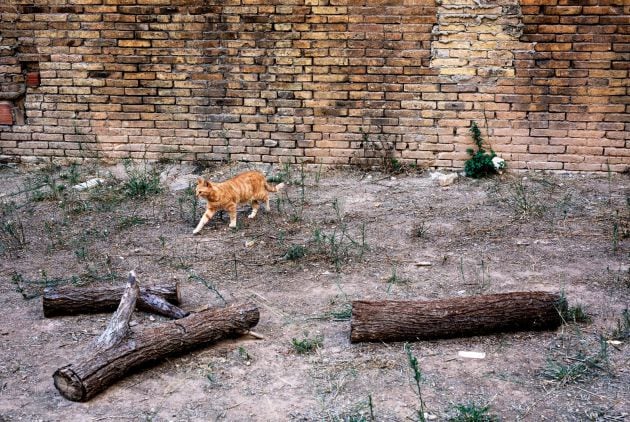 Un gato camina por un solar de València