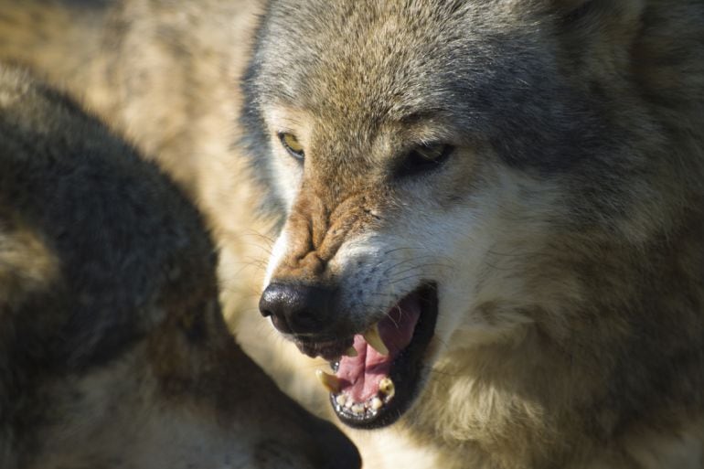 Los ganaderos siguen quejándose de los ataques de lobo