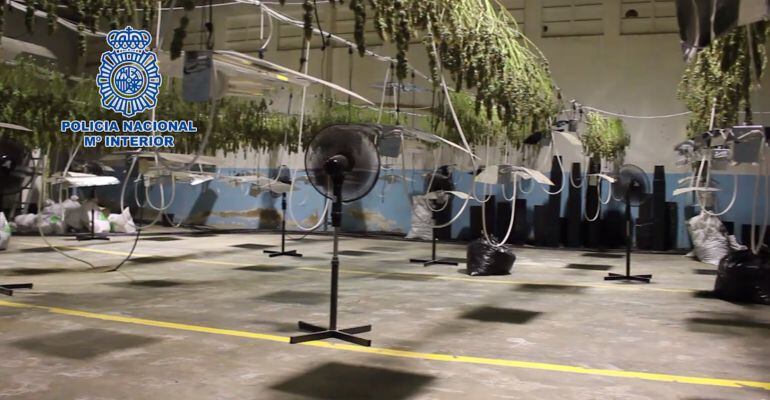Interior de la nave del Polígono Industrial Quiebracántaros donde se encontraba el invernadero de marihuana.