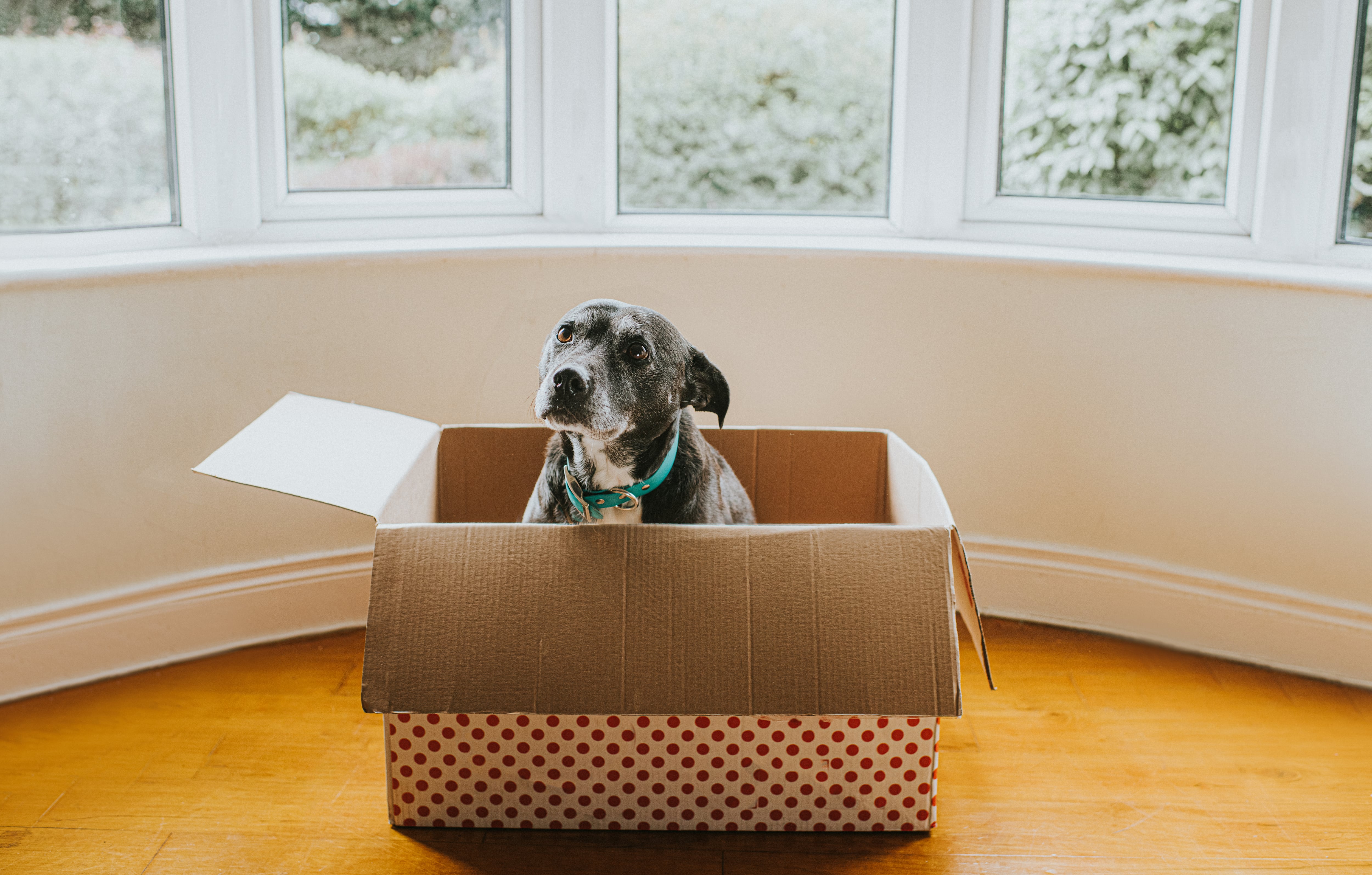 Casi un 70% de protectoras vinculan las adopciones navideñas con los abandonos de animales en enero, según un estudio.