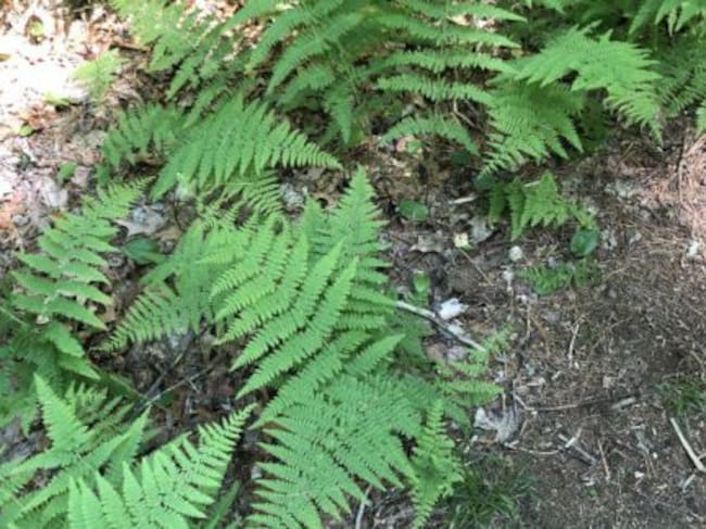 Encuentra al animal escondido en la imagen.
