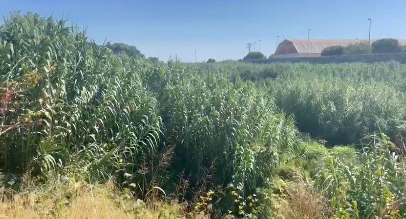 Cauce del río Serpis lleno de cañas.