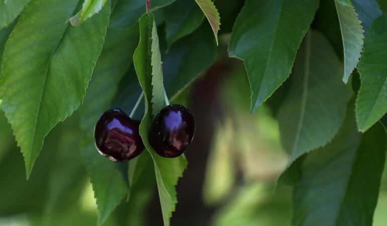 Las charlas y los talleres sobre el medio ambiente protagonizan la semana en Leganés