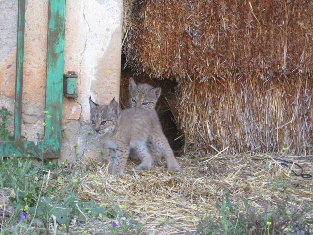 Los cachorros jugando en el pajar