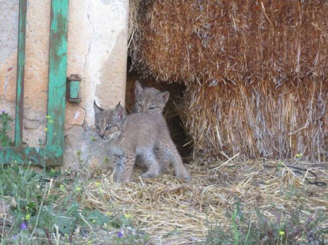 Los cachorros jugando en el pajar