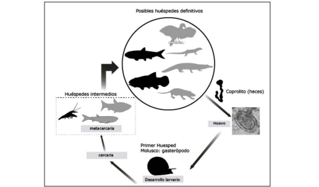 Esquema del posible ciclo de vida del trematodo encontrado en Las Hoyas