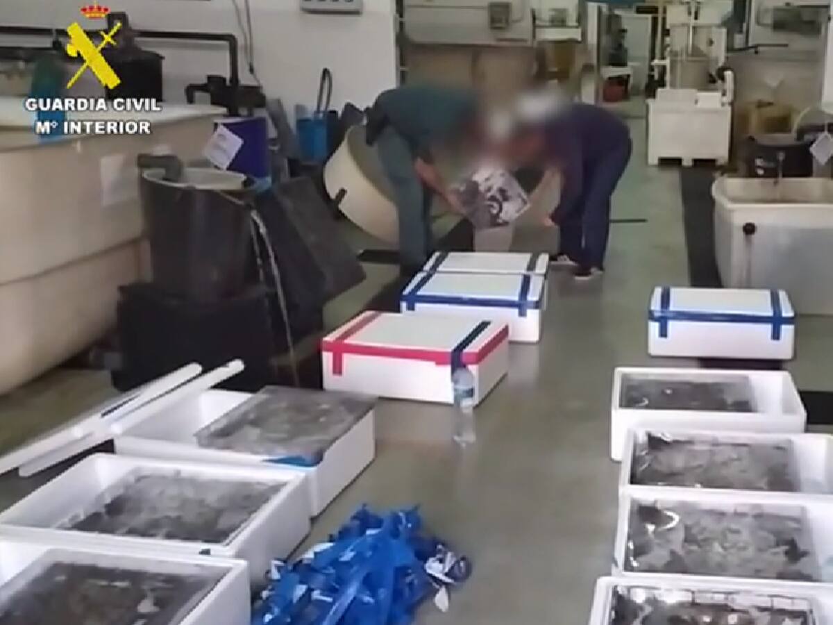 Dos detenidos tras la incautación de 190 kilos de angulas en Algeciras