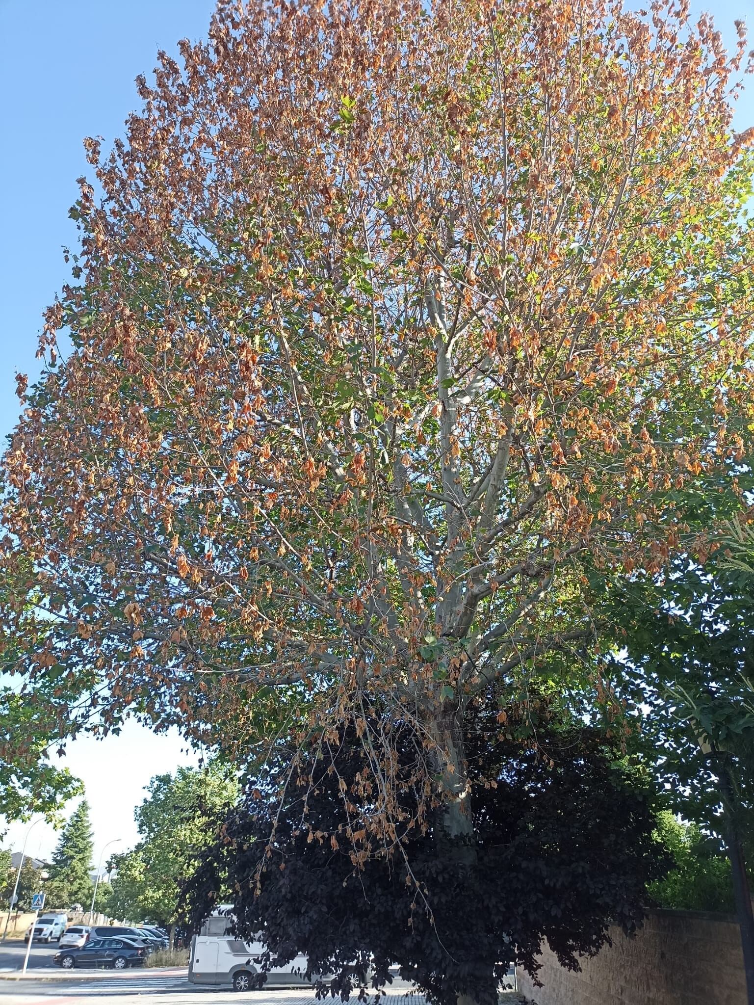 Árboles taladrados en Ávila./Ayto. Ávila