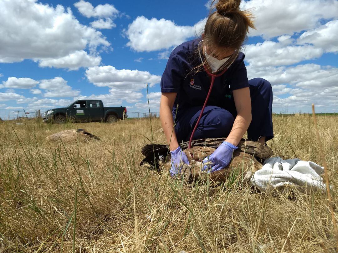 Una veterinaria realiza los trabajos pertinentes con los animales