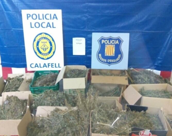 La marihuana decomissada en aquest operatiu conjunt de Policia Local de Calafell i Mossos d&#039;Esquadra