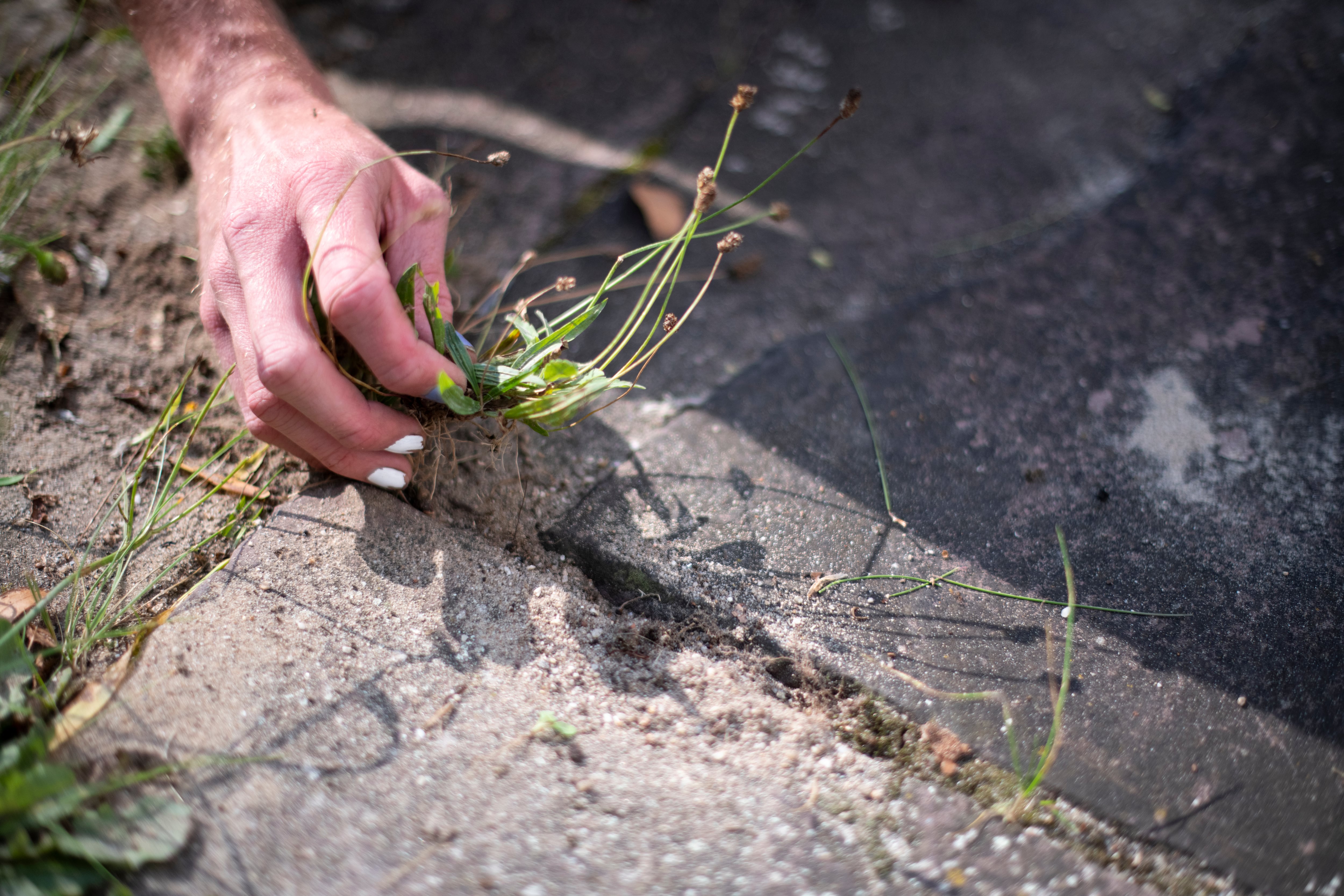 Las malas hierbas son de los peores enemigos de los jardineros.