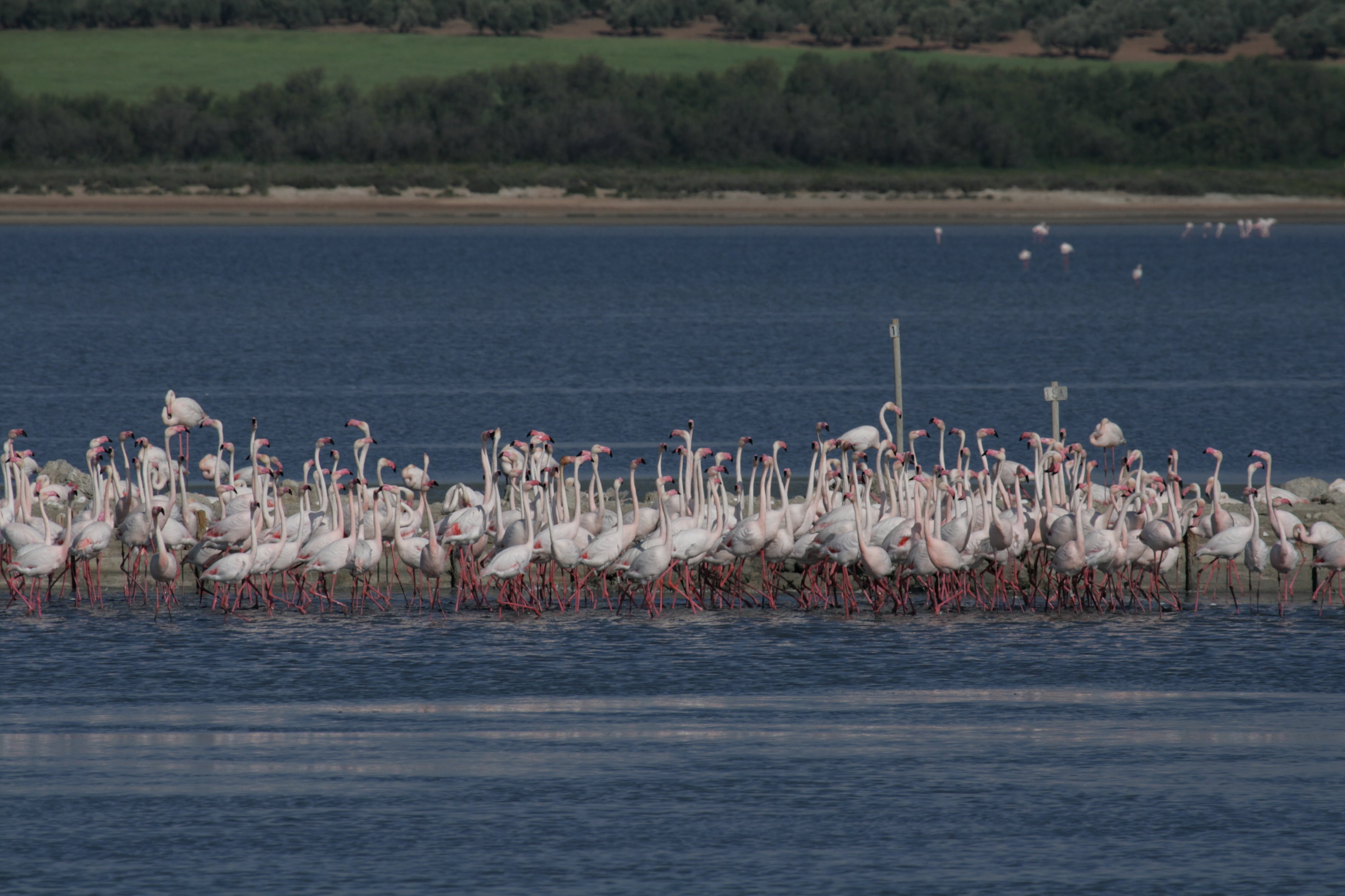 Grupo de flamencos en la laguna de Fuente Piedra