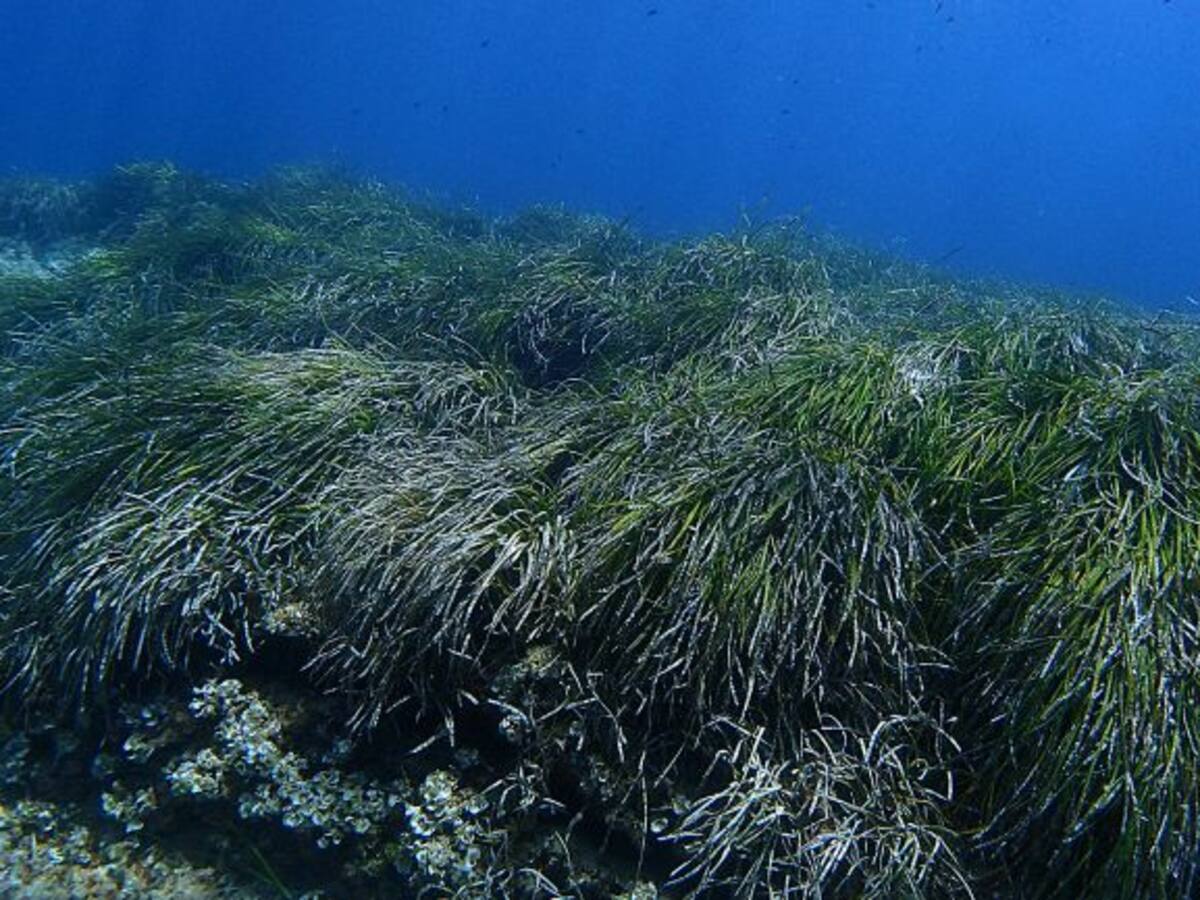 El Imedea y el GEN-GOB ganan el concurso 'Save Posidonia'