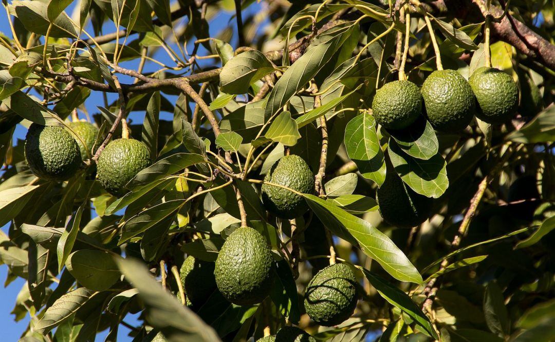 Imagen de archivo de un cultivo de aguacate. 