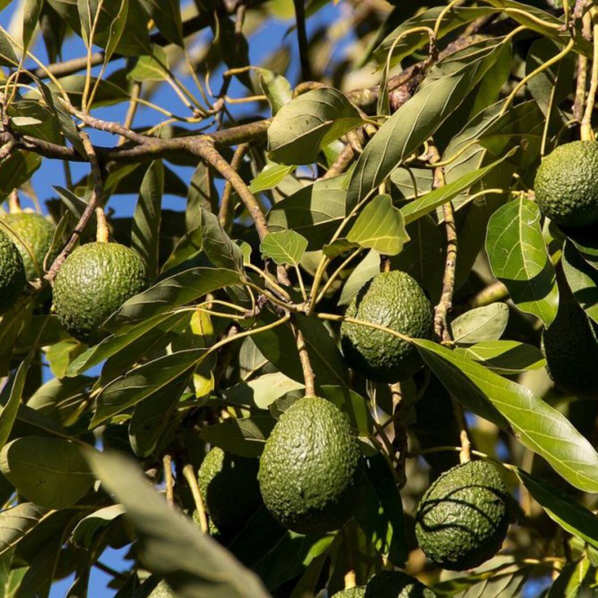 La Mayora sigue con la investigación para adaptar el cultivo de subtropicales a la escasez de agua en Málaga