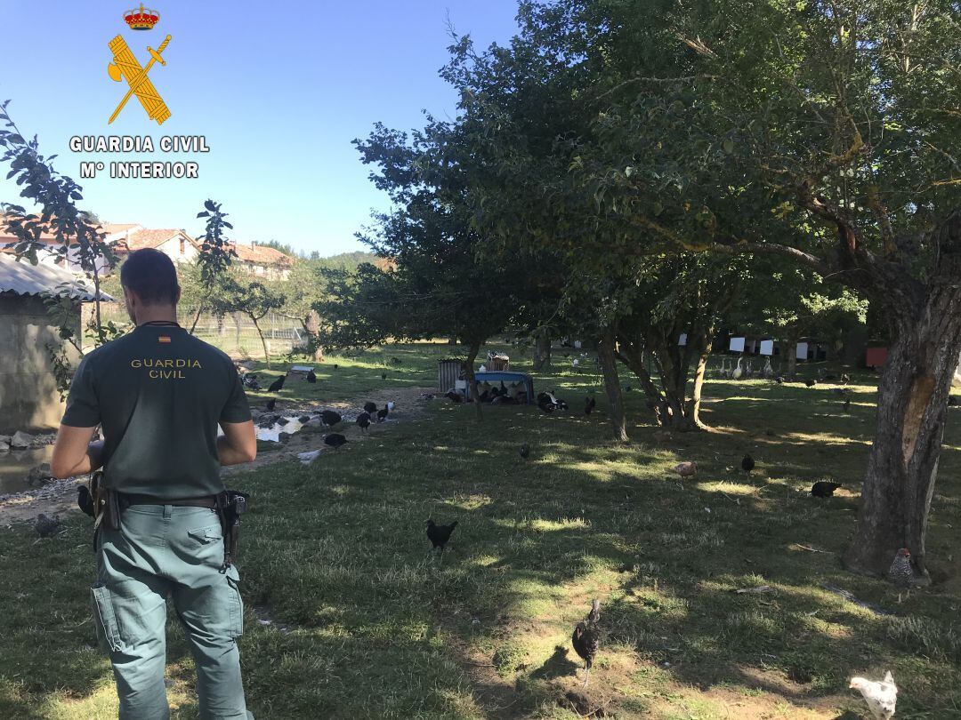 La Guardia Civil de Palencia investiga varias irregularidades sanitarias en una granja escuela sin licencia