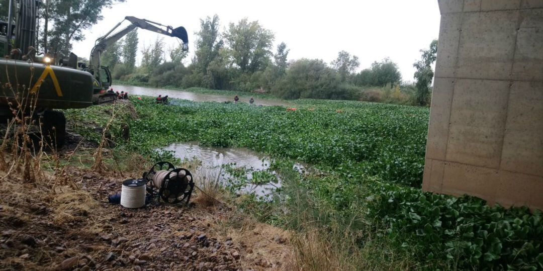 Recogida del Camalote en Badajoz por la UME 