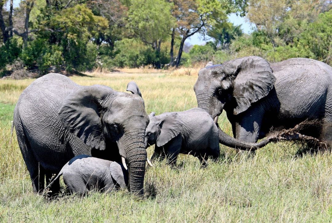 Un grupo de elefantes en el delta Okavango en Botsuana. Botsuana levantó el miércoles la prohibición de la caza de elefante en el país, donde se concentra la mayor población del mundo de estos animales con más de 135.000 ejemplares. 