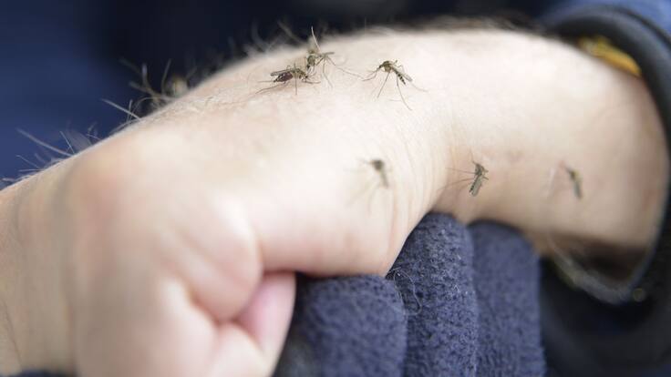 En la Semana de Acción contra los mosquitos los expertos confirman la mayor presencial del mosquito en el territorio y sus principales riesgos para la salud