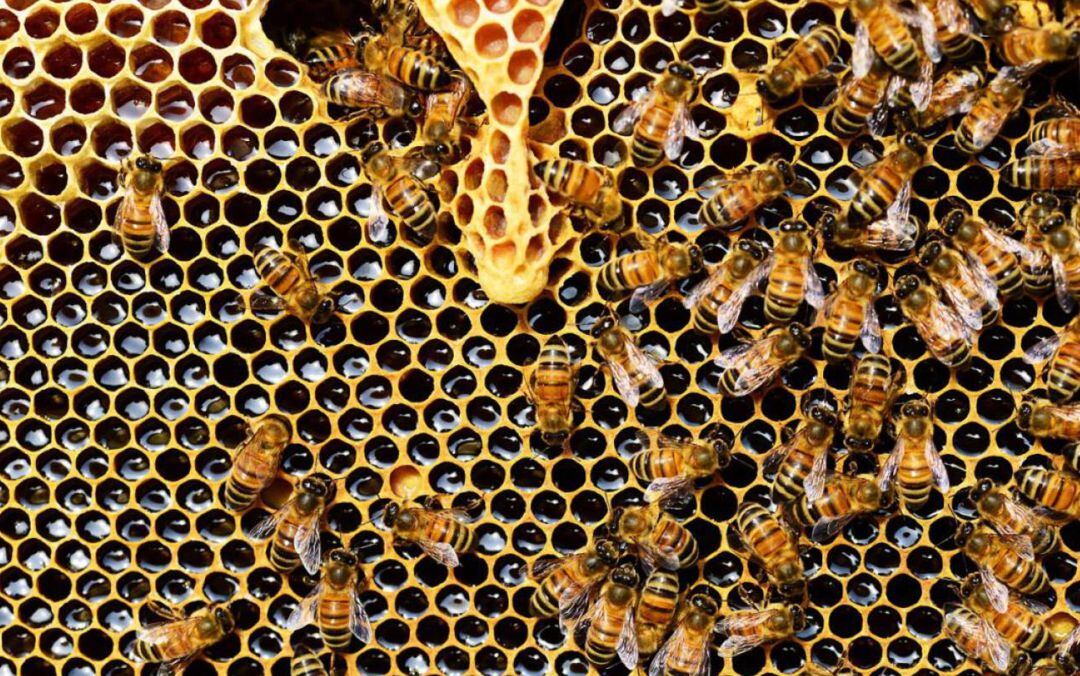 Los visigodos ya legislaron sobre el control de las abejas y las colmenas.