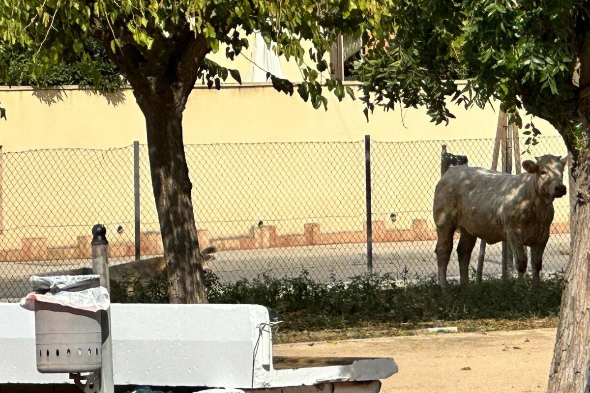 El ternero fugado se encontraba en un pequeño parque