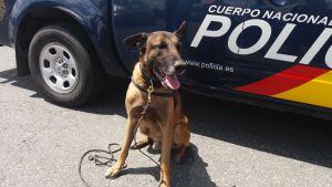 Kroon, pastor belga malinois. Uno de los perros especialistas que intervinieron en la búsqueda