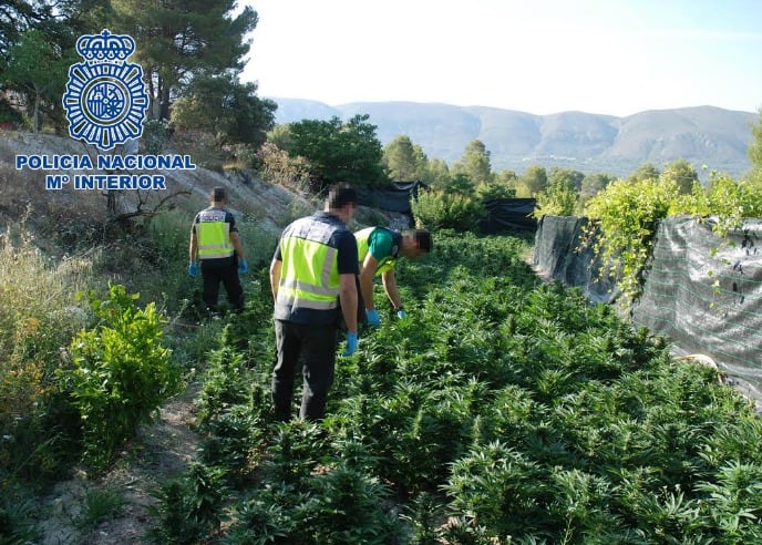 Fotografía de la plantación de marihuana localizada en Alicante.