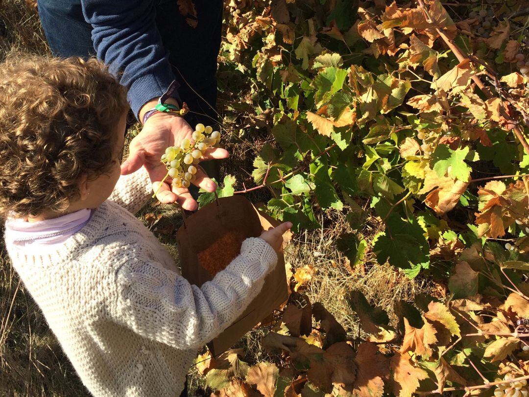 Los vecinos de la comarca podrán participar en la Rebusca de Uvas de La Seca