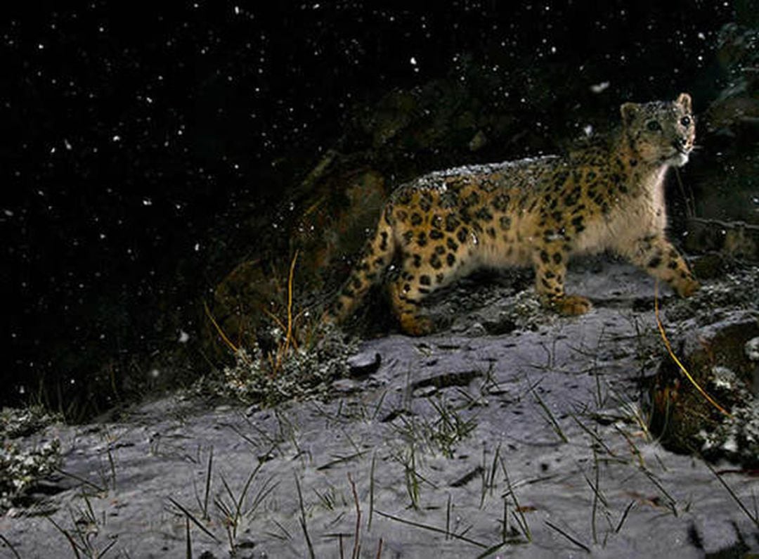 Leopardo de las nieves 