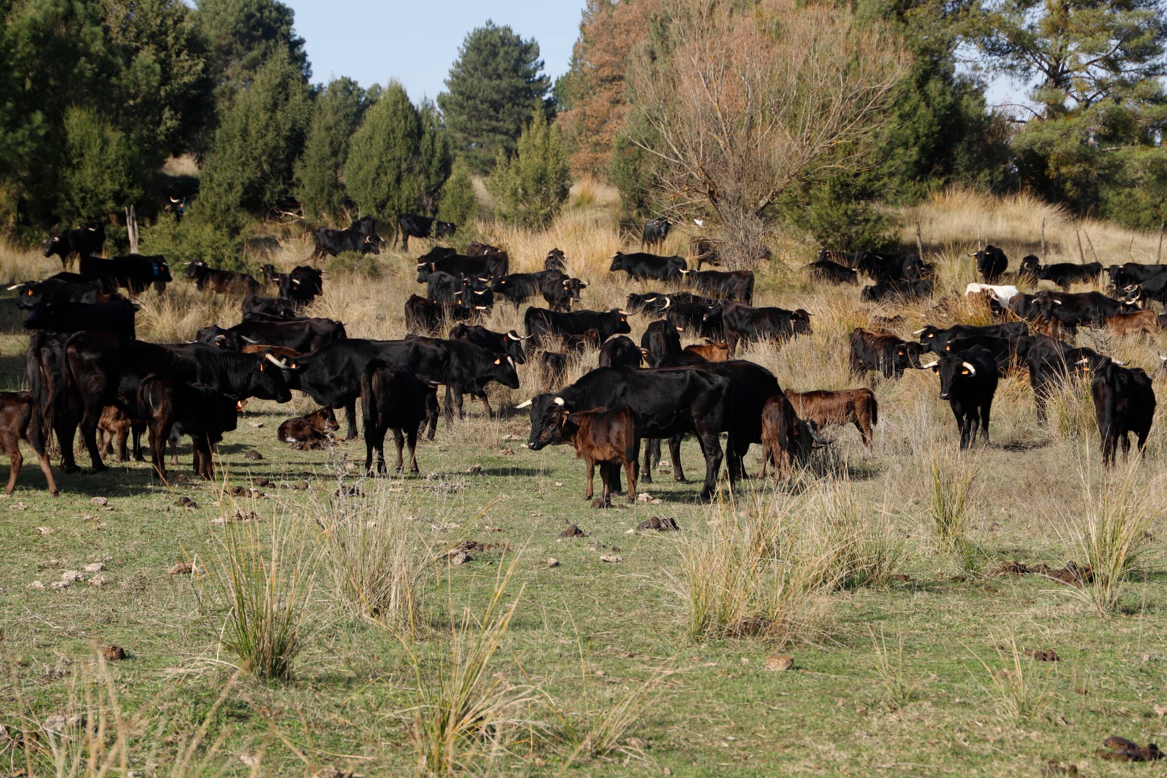 Más de 400 vacas forman el ganado trashumante.