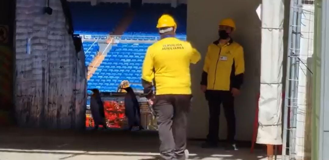 Los pingüinos protagonizan el último vídeo de las obras del Santiago Bernabéu